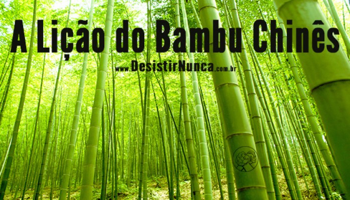 Bambu Chinês